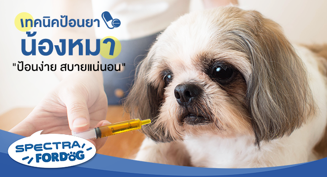 เทคนิคป้อนยาน้องหมา ป้อนง่าย สบายแน่นอน